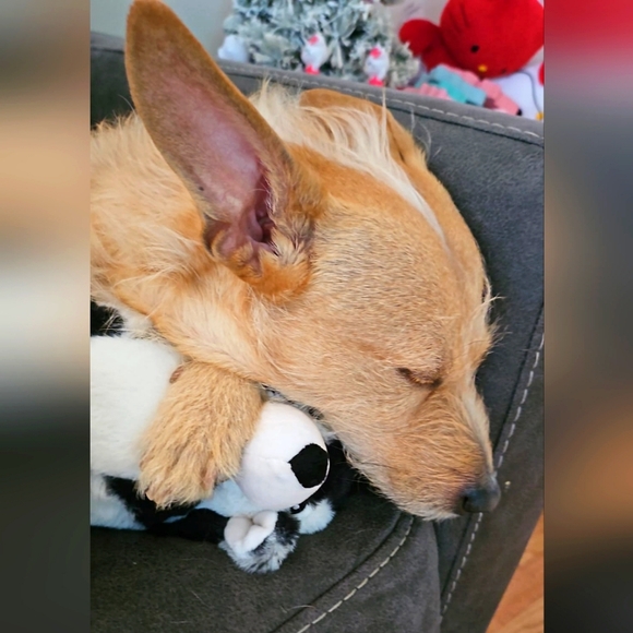 Meet your Posher, Jackie - Picture 1 of 1